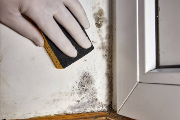 Best Basement Mold Removal  in Godley, TX